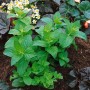Frische, grüne Pfefferminze (Mentha X Piperita Mitcham) im 9x9 cm Topf, umgeben von Erde und anderen Pflanzen.