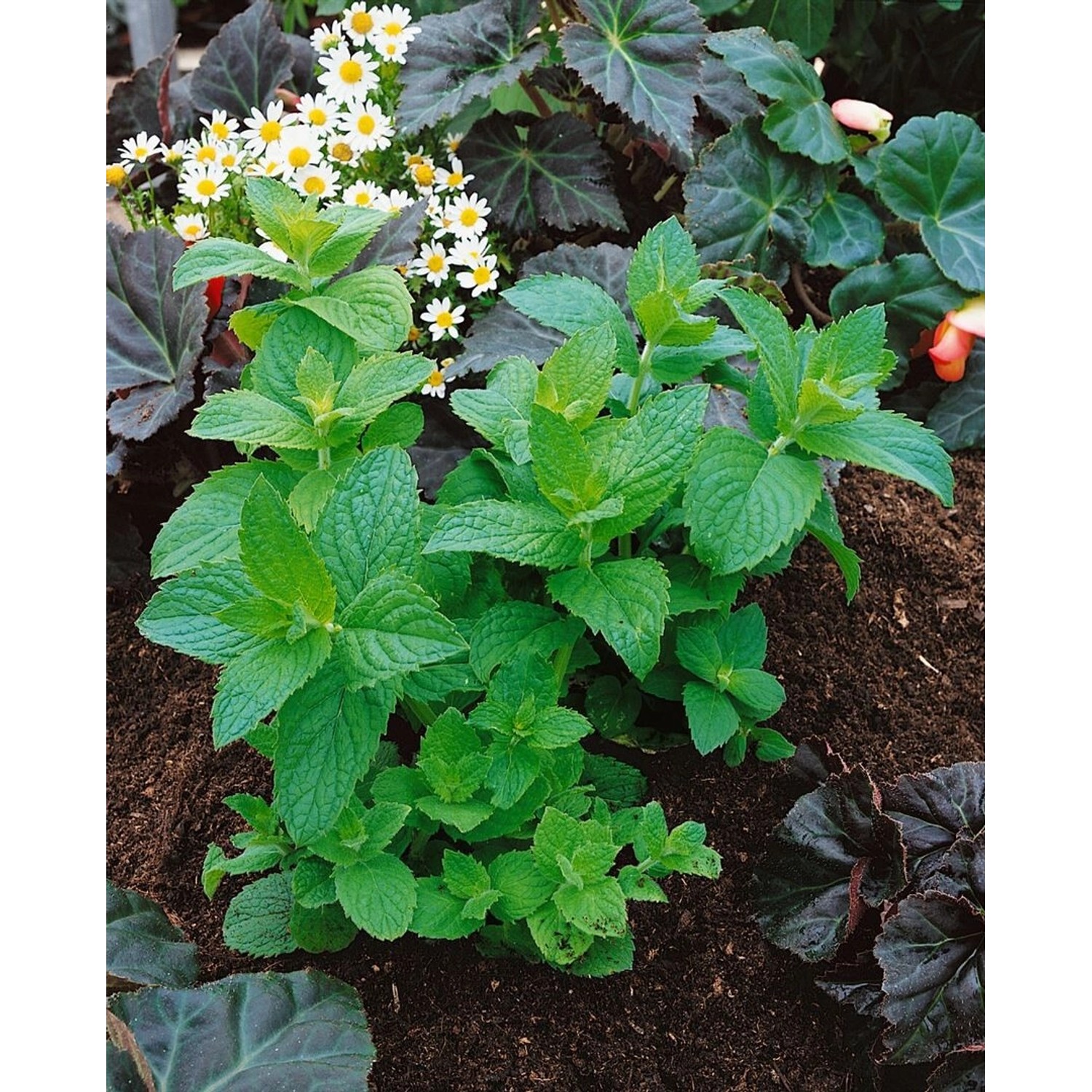 Mentha X Piperita Mitcham Pfefferminze Ca. 9x9 cm Topf günstig online kaufen