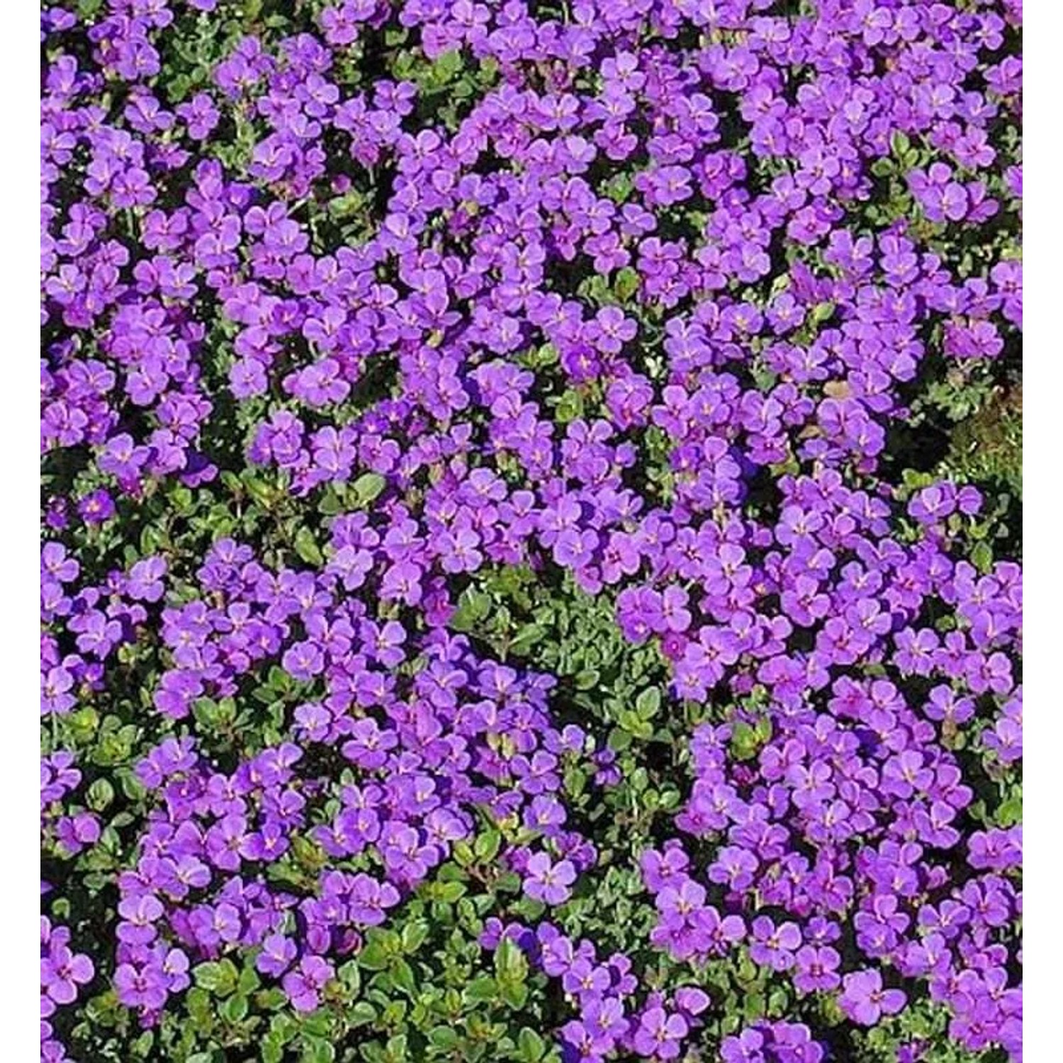 Blaukissen Hamburger Stadtpark - Aubrieta cultorum