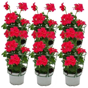 Set aus 6 hängenden Exotenherz Geranien (Pelargonium peltatum) im 12cm Topf, pinke Blüten.