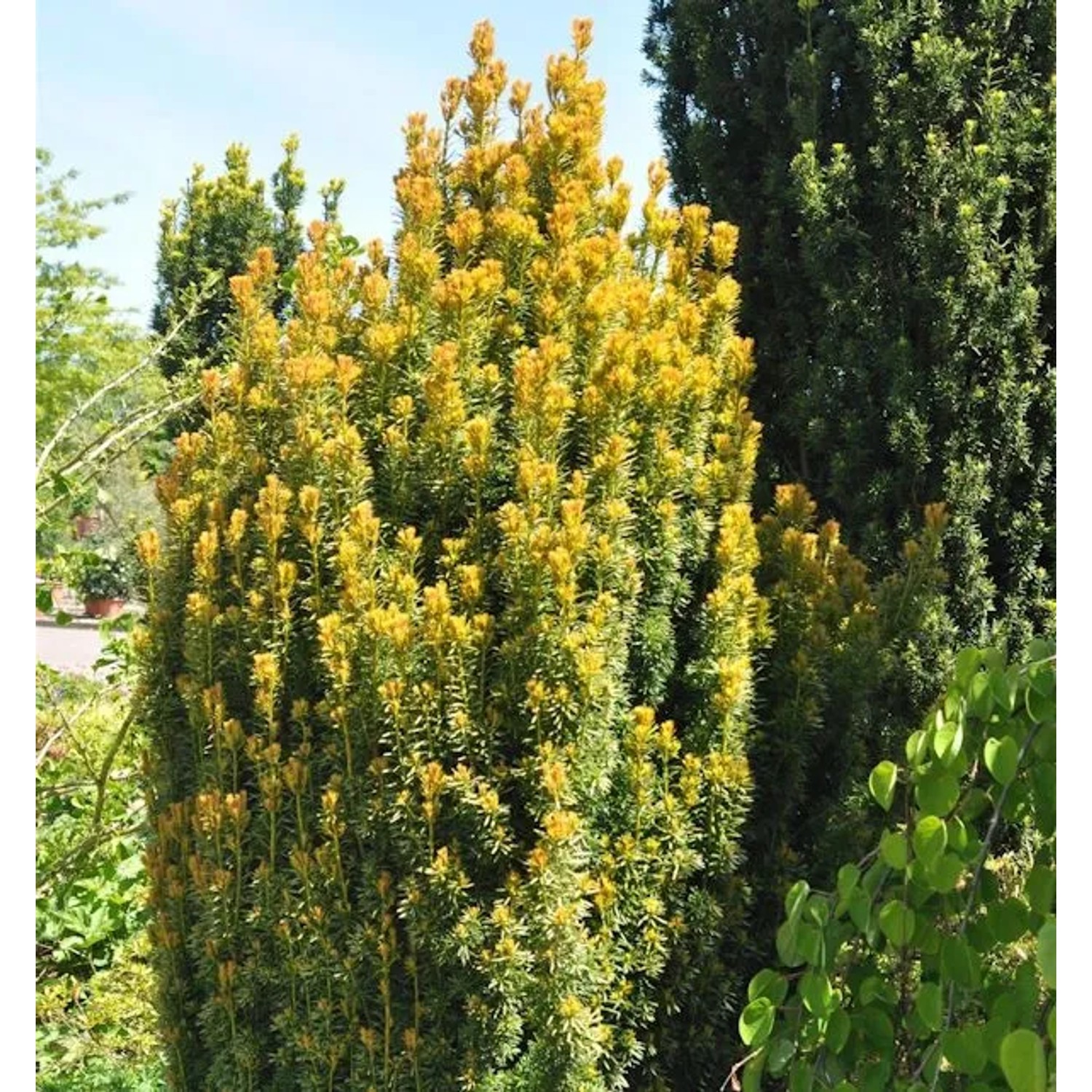 Eibe Germers Gold 20-25cm - Taxus baccata