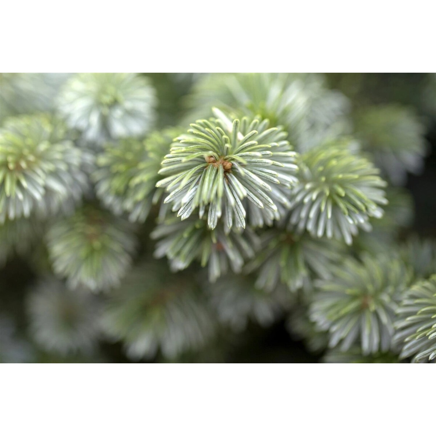 Picea Sitchensis Silberzwerg Fichte Silbrig 20–25 cm günstig online kaufen