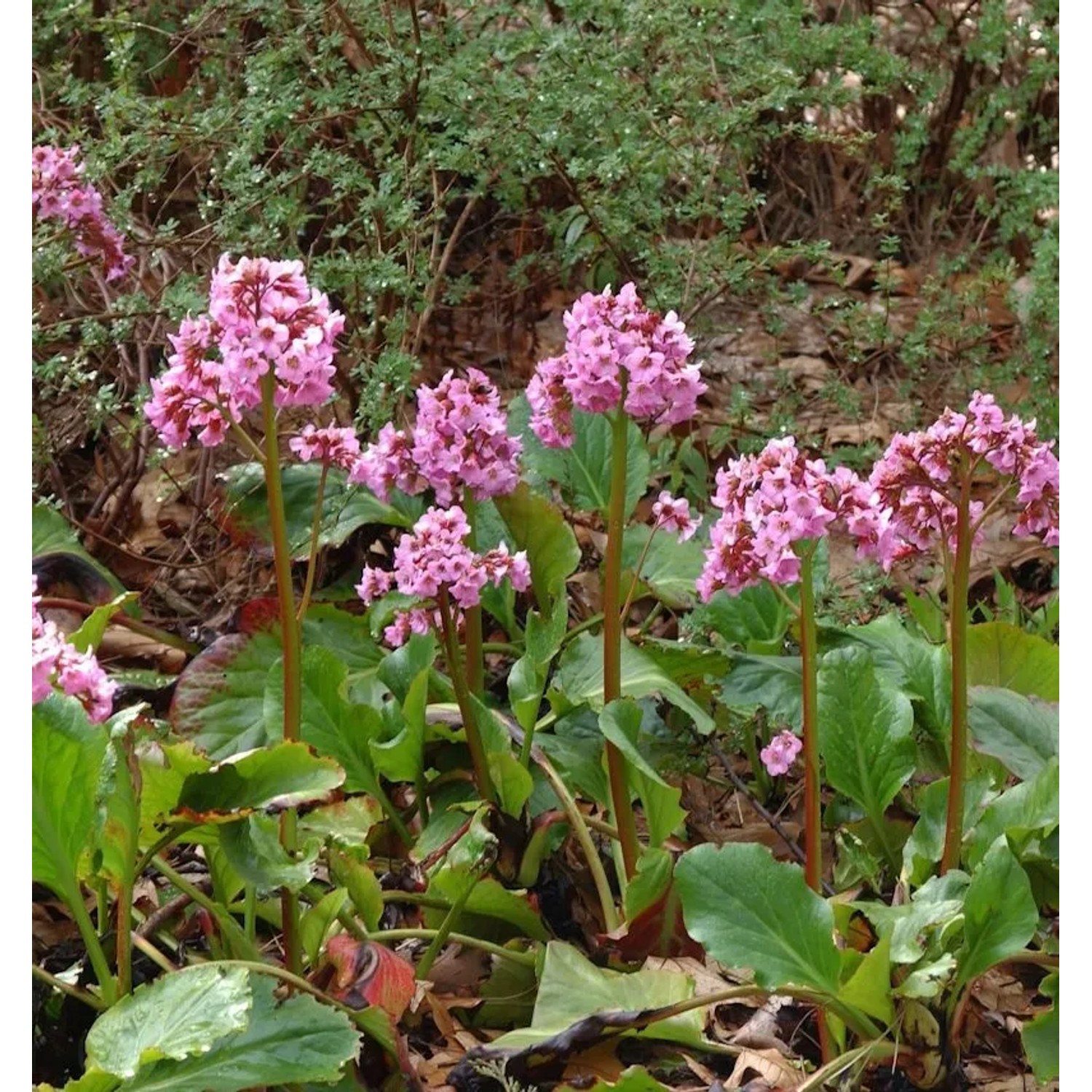 Bergenie Pink Dragonfly - Bergenia cordifolia