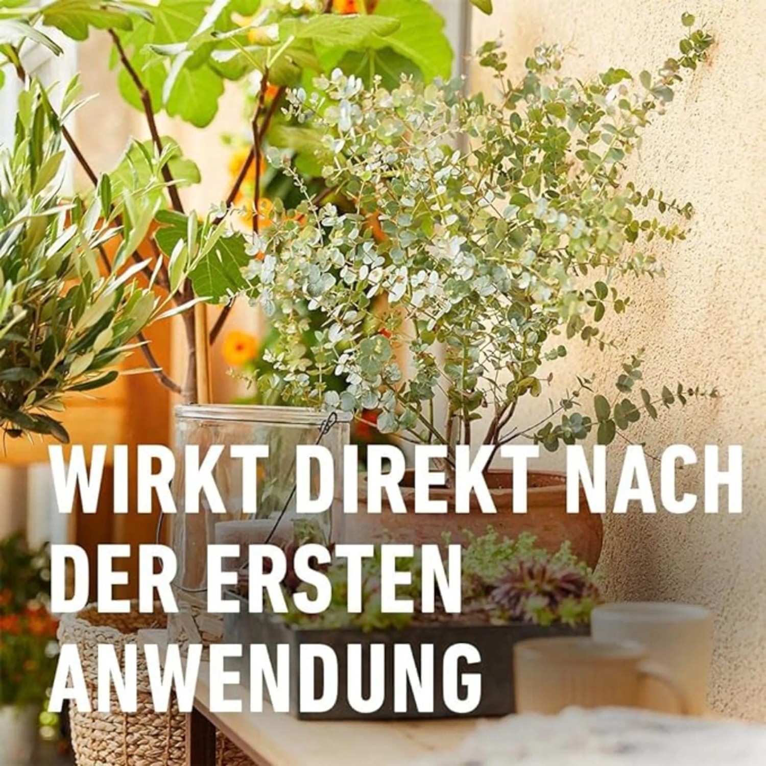 Gedüngte Zitruspflanzen auf einem Tisch, Text "Wirkt direkt nach der ersten Anwendung"