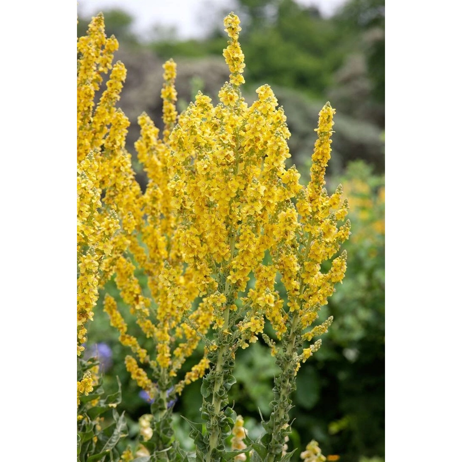 Verbascum Olympicum Griechische Königskerze Ca. 9x9 cm Topf günstig online kaufen