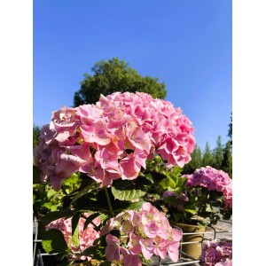 Baumfink Ballhortensie Dolly Buster als Topfpflanze 30-40cm