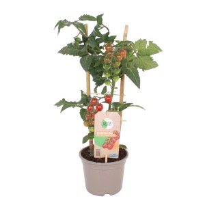 GROW by OBI Mini-Rispentomate im Topf mit reifen roten und unreifen grünen Früchten, gestützt von Bambusstäben.
