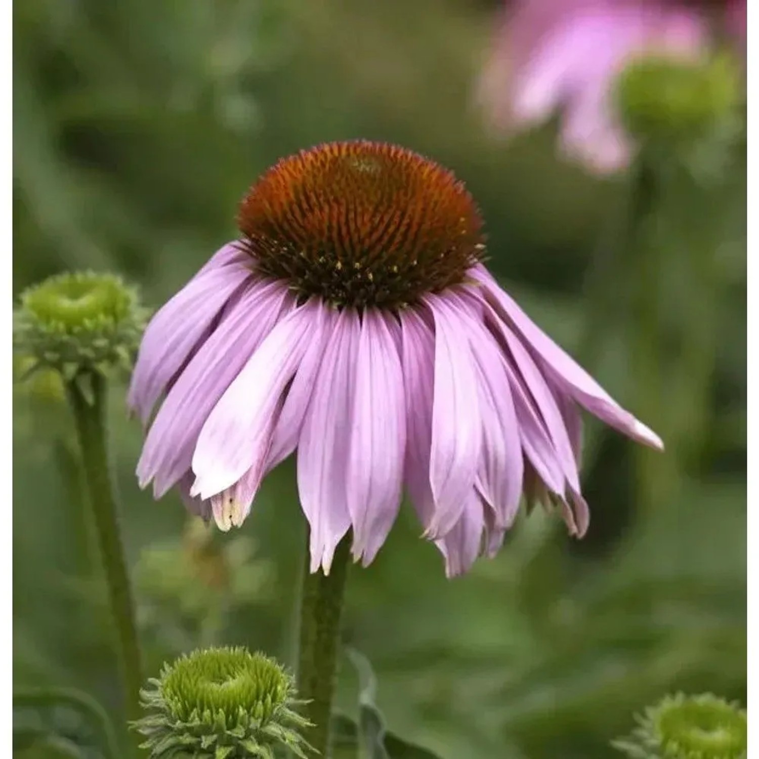 Roter Sonnenhut - Echinacea purpurea_2