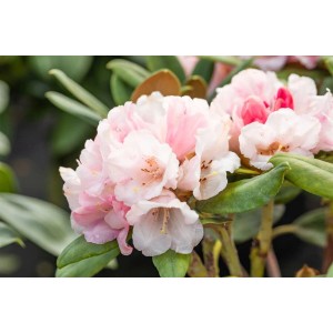 Nahaufnahme des Rhododendron Yakushimanum Wanna Bee mit zarten rosa-weißen Blüten.