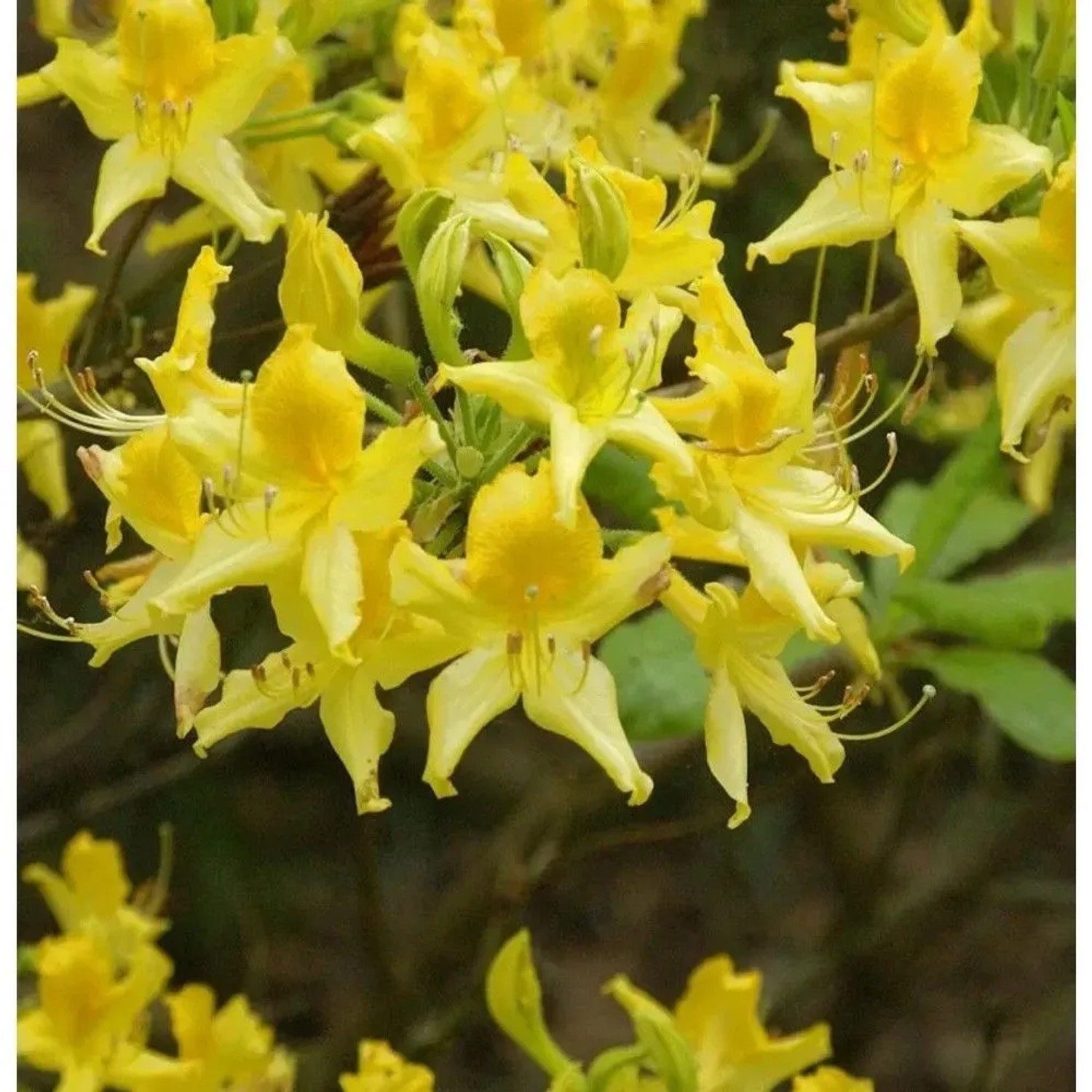 Laubabwerfende Azalee 40-50cm - Rhododendron,uteum - Alpenrose