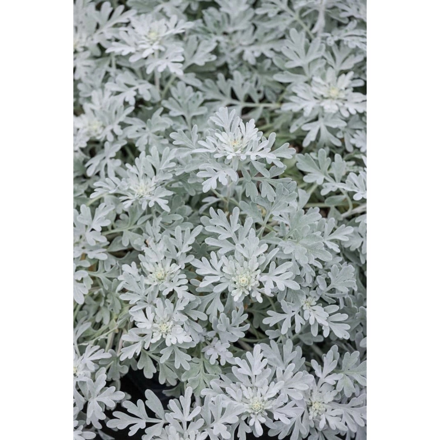 Artemisia Stelleriana Mori Silberwurz Ca. 9x9 cm Topf günstig online kaufen