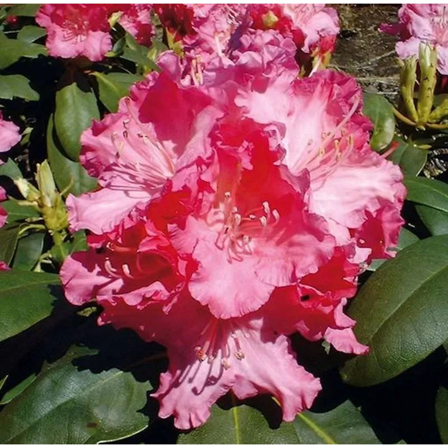 Rhododendron Tatjana 20-25cm - Alpenrose