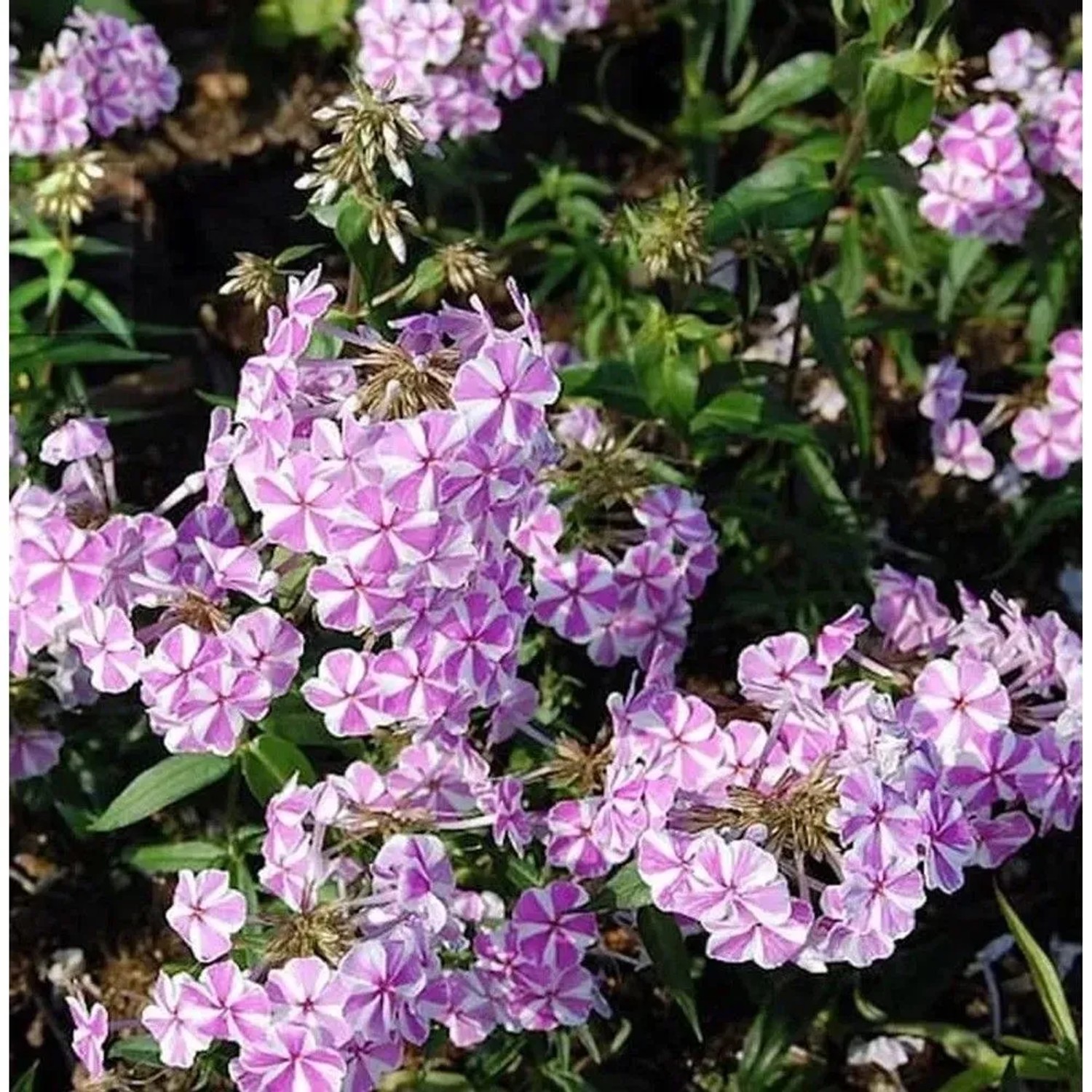 Wiesen Flammenblume Natasha - Phlox Maculata