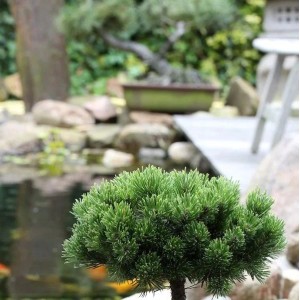 Hochstamm Zwerg-Kiefer 'Picobello' (Pinus mugo) im Garten, grüne Nadeln, runde Form.