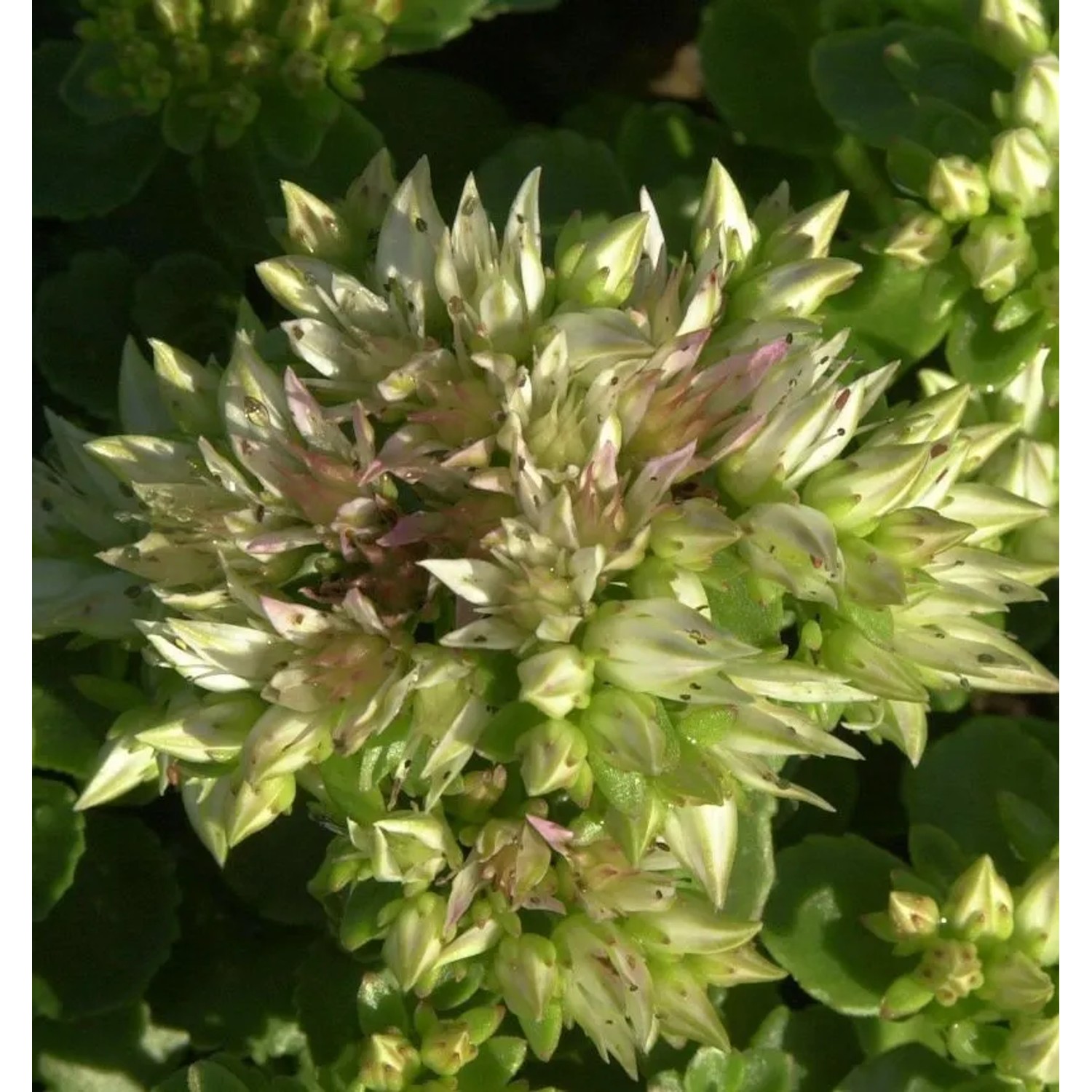 Kaukasus Asienfetthenne Album - Sedum spurium