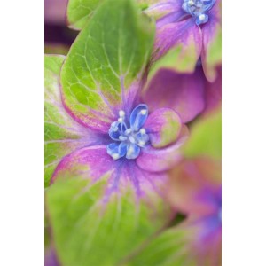 Nahaufnahme einer rosa-grünen Bauernhortensie (Hydrangea Saxon Schloß Wackerbarth) mit blauen Akzenten.
