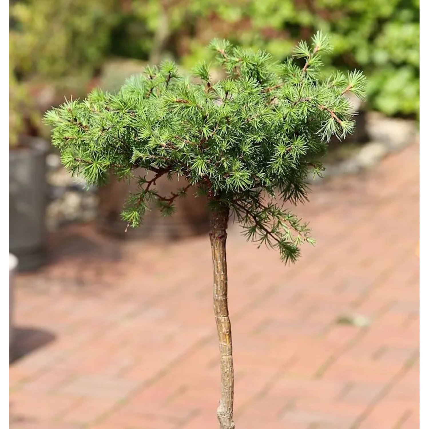 Hochstamm Europäische Lärche Puli 80-100cm - Larix decidua
