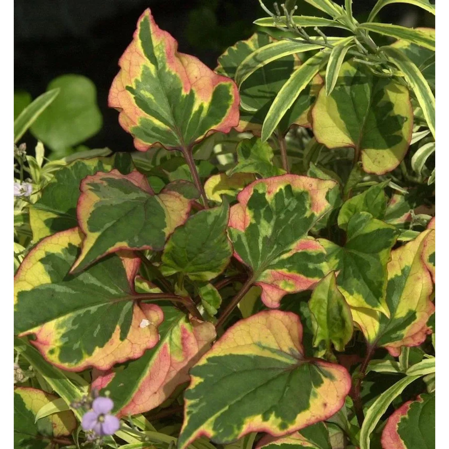 Eidechsenschwanz Chameleon - Houttuynia cordata