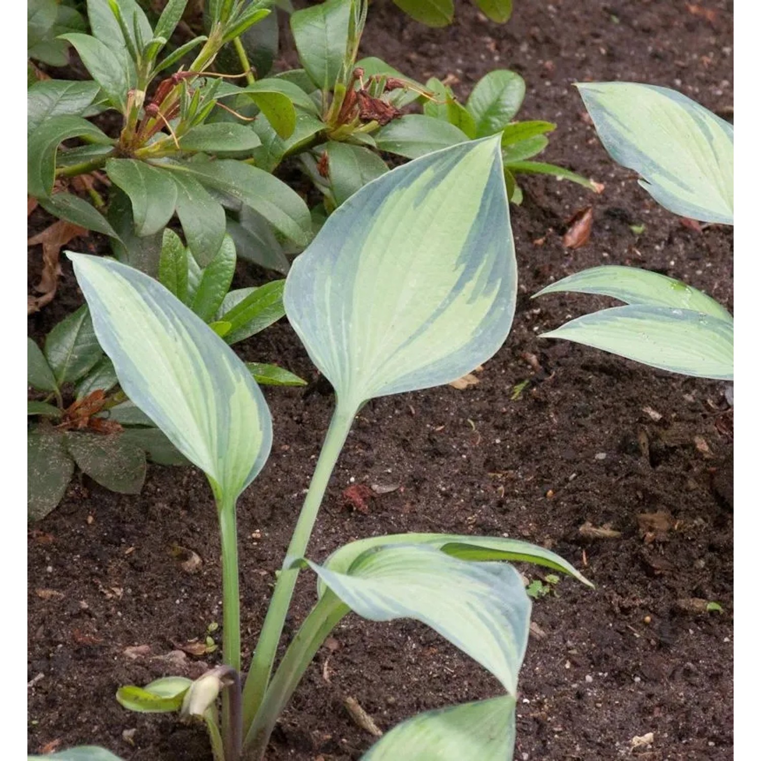 Funkie Captain Kirk - Hosta cultorum