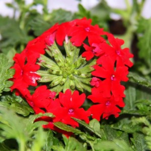 Hängende, rote Eisenkraut-Blüten (Verbena) im 12cm Topf, 3er Set.