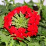 Hängende, rote Eisenkraut-Blüten (Verbena) im 12cm Topf, 3er Set.