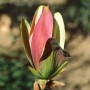 Nahaufnahme einer gelb-rosa blühenden Magnolia Brooklynensis Woodsman Knospe.
