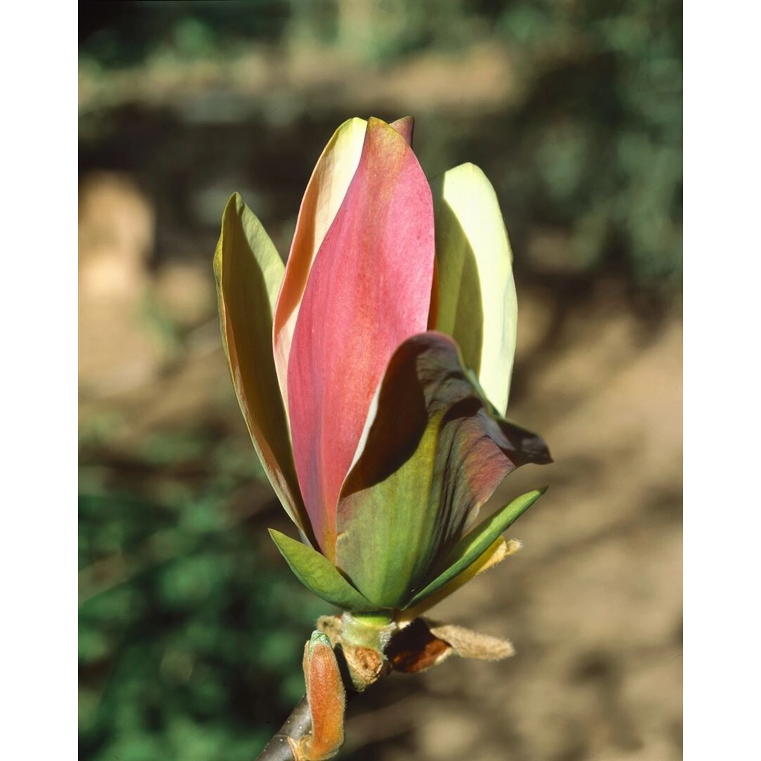 Magnolia Brooklynensis Woodsman Gelb-Rosa Blüten 50–60 cm günstig online kaufen