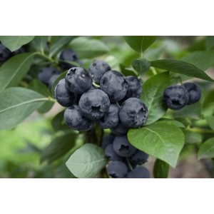 Nahaufnahme der Goldtraube Heidelbeere (Vaccinium Corymbosum) mit reifen, blauen Beeren und grünen Blättern.