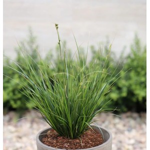 Neuseeland Segge (Carex testacea) im Topf, grüne Blätter. Ziergras für Garten und Beet.