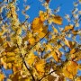 Gelbe Hamamelis Virginiana (Zaubernuss), 100–125 cm, mit Blüten und Blättern vor blauem Himmel.
