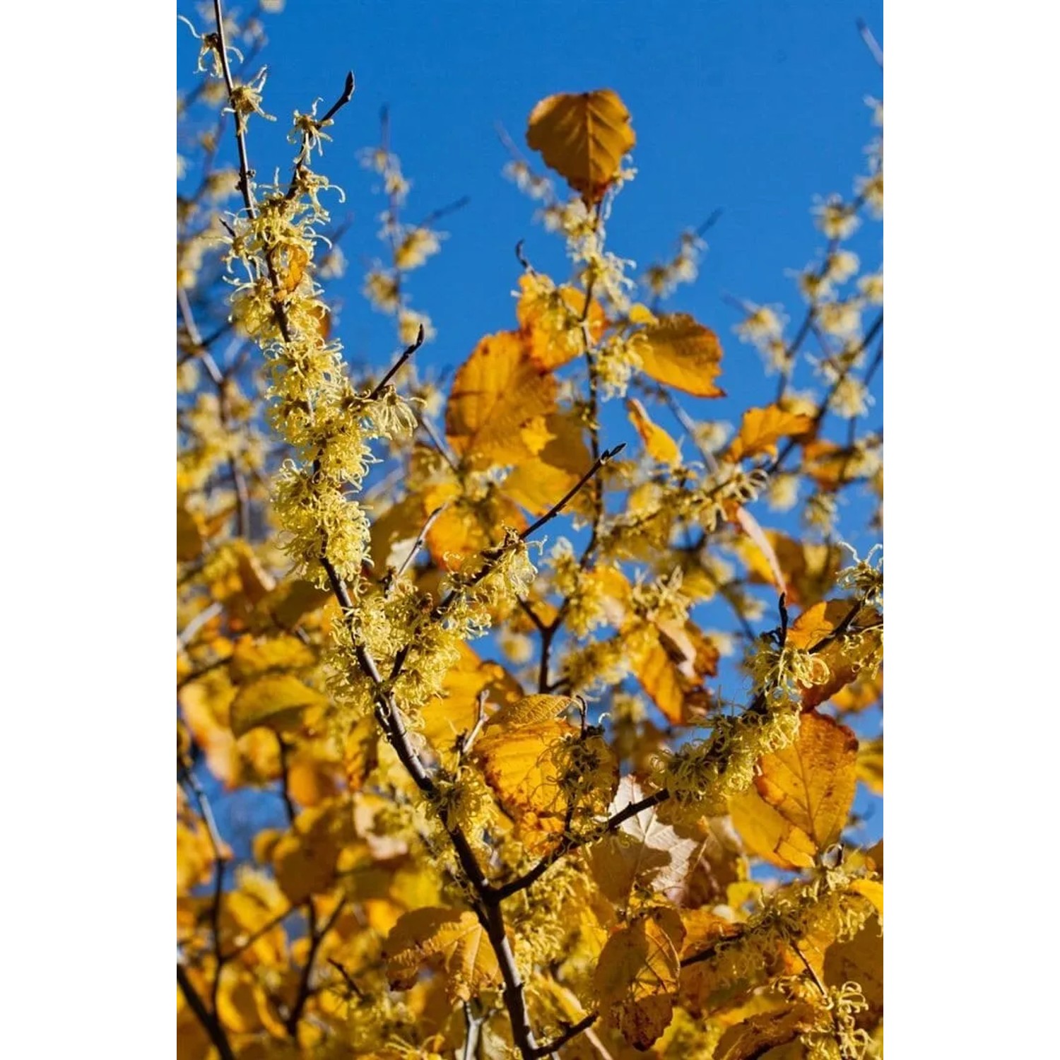 Gelbe Hamamelis Virginiana (Zaubernuss), 100–125 cm, mit Blüten und Blättern vor blauem Himmel.