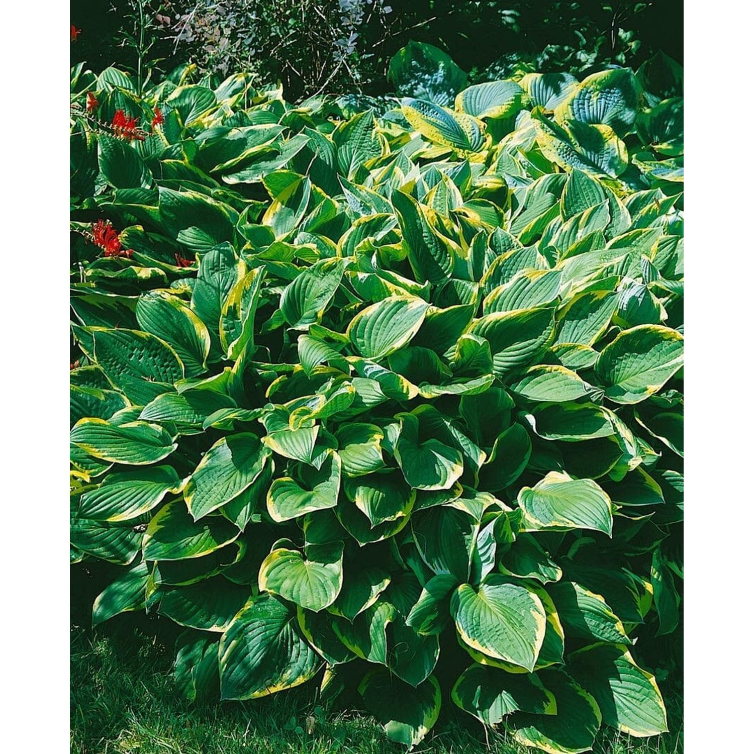 Hosta Sieboldiana Francee Williams Funkie Ca. 13 cm Topf günstig online kaufen
