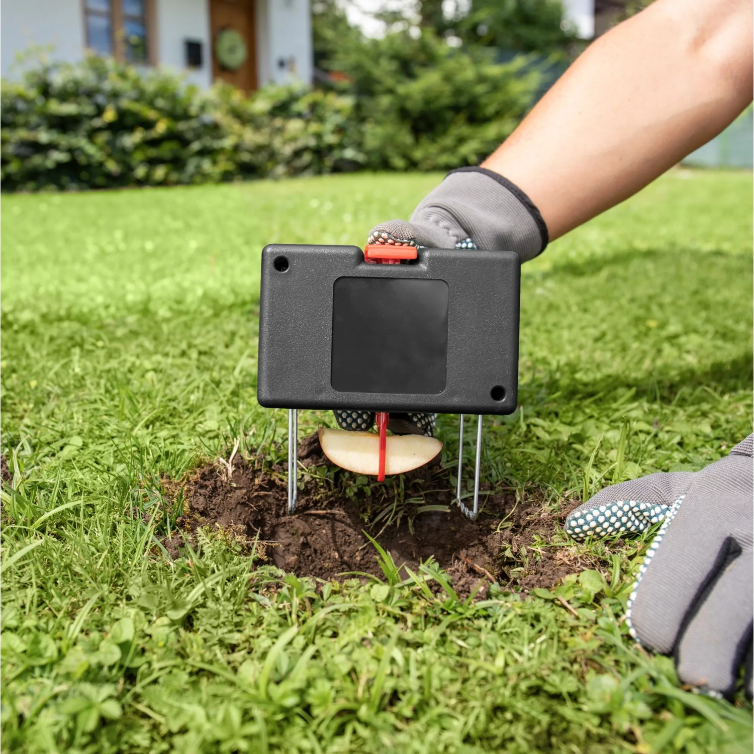 Windhager Wühlmausfalle Track & Catch im Einsatz mit Apfel als Köder im Garten.