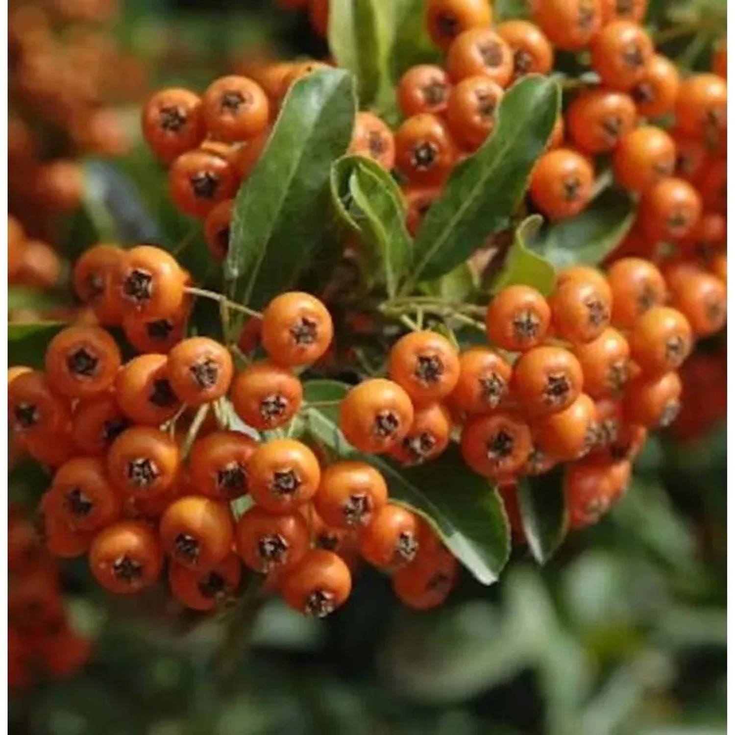 Feuerdorn Orange Glow 125-150cm - Pyracantha