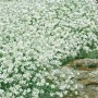 Silberteppich (Cerastium tomentosum) mit weißen Blüten als Bodendecker im Steingarten.
