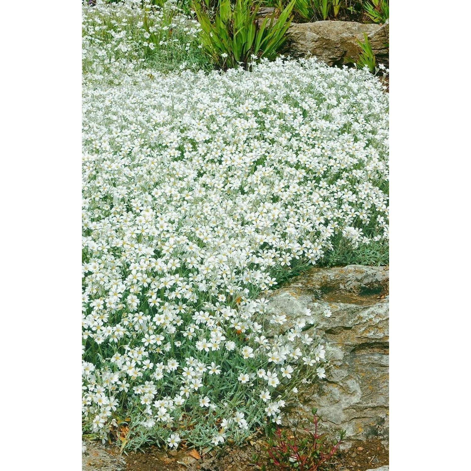 Cerastium Tomentosum Silberteppich Weiß Ca. 9x9 cm Topf günstig online kaufen