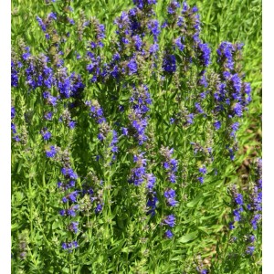Blühender Ysop (Hyssopus officinalis) mit blau-violetten Blüten im Garten.