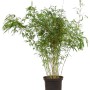 Schirmbambus 'Rufa' im Topf, 15er Set, ca. 100-125 cm hoch. Ideal als grüne Hecke für den Garten.