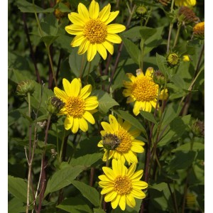 Gelbe Sonnenblume 'Meteor' (Helianthus decapetalus) im Gartenbeet.