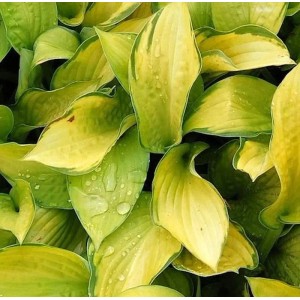 Nahaufnahme der Funkie 'Gold Standard' (Hosta fortunei) mit gelb-grünen Blättern. Staude für den Garten.
