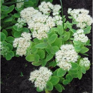 Prächtige Fetthenne 'Stardust' (Sedum spectabile) mit weißen Blüten im Garten.