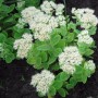 Prächtige Fetthenne 'Stardust' (Sedum spectabile) mit weißen Blüten im Garten.