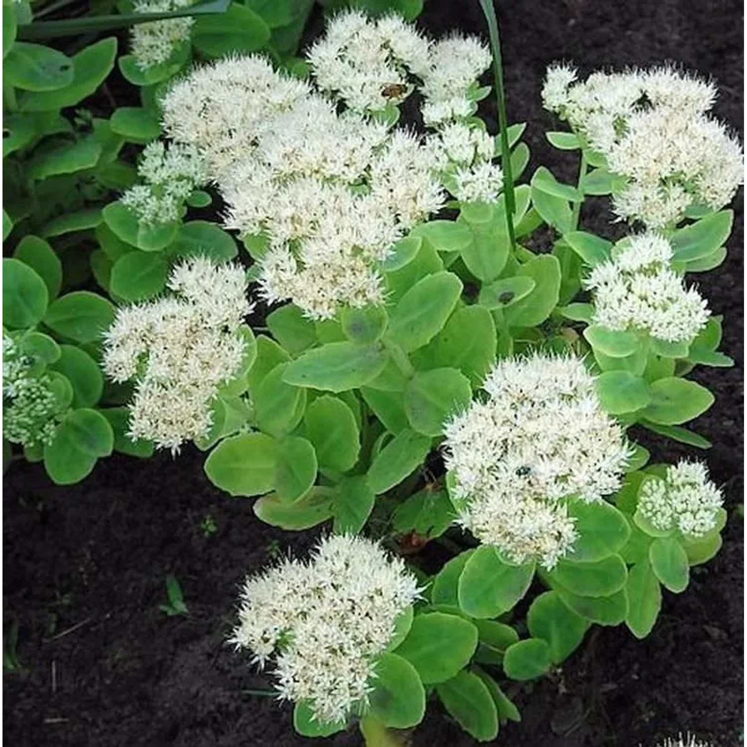 Prächtige Fetthenne Stardust - Sedum spectabile