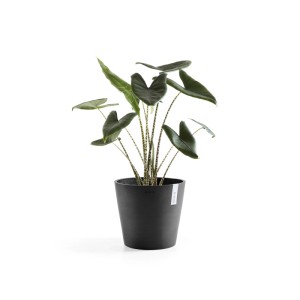 Dunkelgrauer Ecopots Pflanztopf Amsterdam, 30x26 cm, mit grüner Pflanze. Ideal für Innen- und Außenbereich.