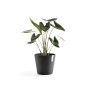 Dunkelgrauer Ecopots Pflanztopf Amsterdam, 30x26 cm, mit grüner Pflanze. Ideal für Innen- und Außenbereich.