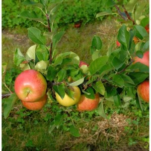 Apfelbaum Ingol mit rot-gelben Äpfeln und grünen Blättern im Garten.