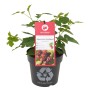 Japanische Weinbeere 'Rubus phoenicolasius' im Topf, ca. 20-30 cm hoch.