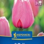 Kiepenkerl Blumenzwiebel Darwin-Hybrid-Tulpe Pink Impression 8 Stück_2