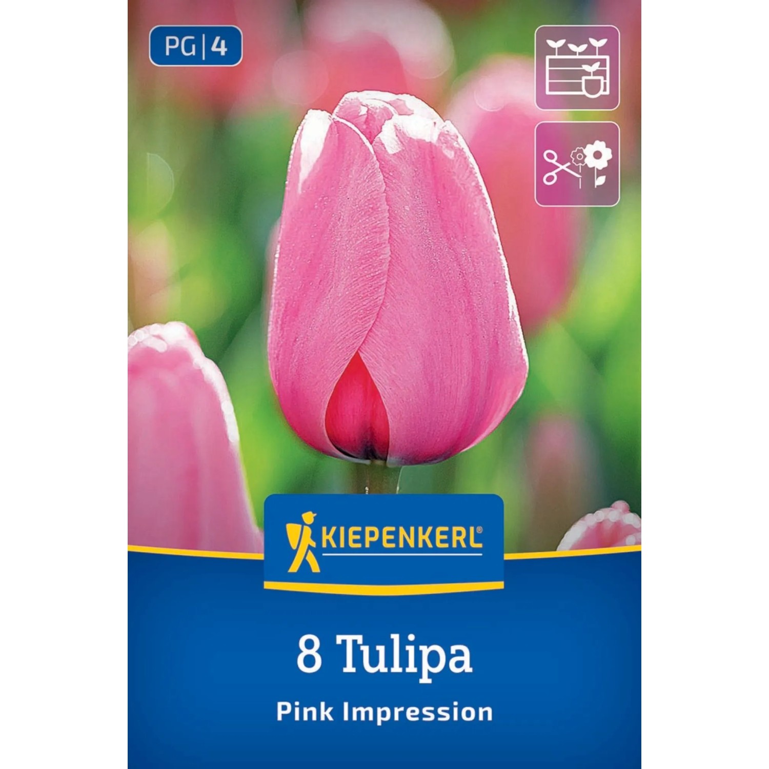 Kiepenkerl Blumenzwiebel Darwin-Hybrid-Tulpe Pink Impression 8 Stück_2