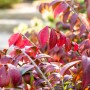 Euonymus Alatus Chicago Fire, Flügel-Spindelstrauch mit leuchtend roten Blättern.